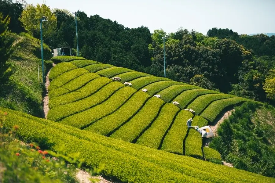 伝統製法深蒸し茶 掛川茶